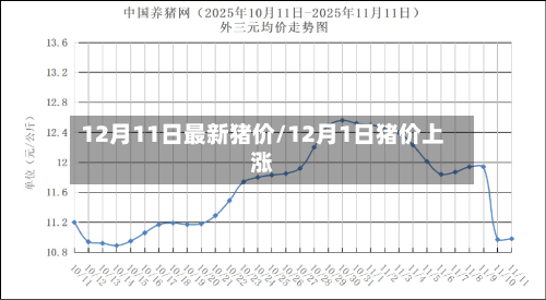 12月11日最新猪价/12月1日猪价上涨-第2张图片