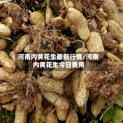 河南内黄花生最新行情/河南内黄花生今日费用-第1张图片