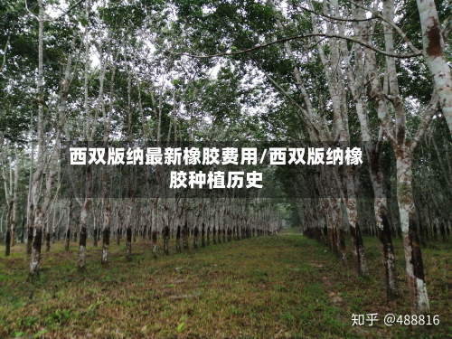 西双版纳最新橡胶费用/西双版纳橡胶种植历史-第2张图片